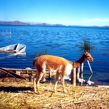 Les pumas du Lac Titicaca